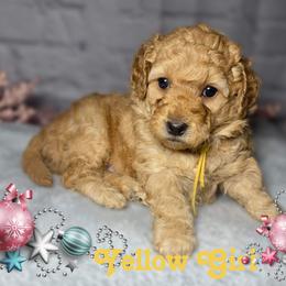 Yellow Girl - Apricot Goldendoodle puppy in Excelsior Springs, Missouri from Zoodles Micro Goldendoodles