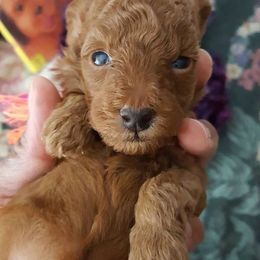 Poodle Puppies from MaryMargaret's Pups