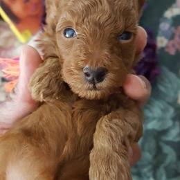 Poodle Puppies from MaryMargaret's Pups