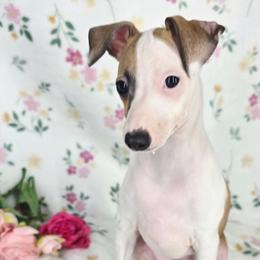 All The DoDa Day Mic Drop - White and red female Italian Greyhound puppy in Cadwell, Georgia from All The DoDa Day Italian Greyhounds