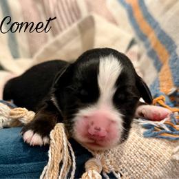 Comet - Black tri male Miniature Australian Shepherd puppy in Sandy Hook, Kentucky from RidgeTop Aussies