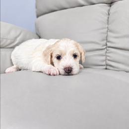Boo - male Cavapoochon puppy in Bullard, Texas from Cavapoochon Central LLC