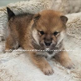 Kumo - Red male Shiba Inu puppy in Tualatin, Oregon from Shiba Paradise