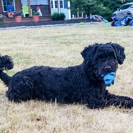 Winter - Goldendoodle
