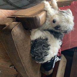Aussiedoodle All Grown Up from Saving Grace K9 Training
