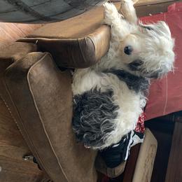 Aussiedoodle All Grown Up from Saving Grace K9 Training