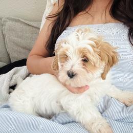 Peanut - Gold and white male Cavatzu puppy in Merced, California from Charming Woofs