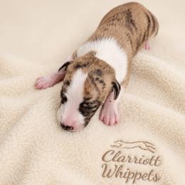Boy 1 - Fawn brindle male Whippet puppy in Kalamazoo, Michigan from Clarriott Whippets & Cavapoos