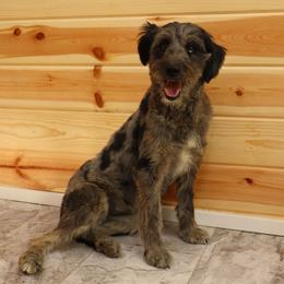May - Aussiedoodle