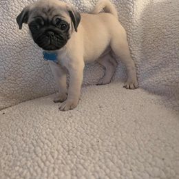 Pug Puppies from Lisa's Pugalicious Pugs