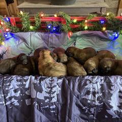 Baby boy three - Reddish brown male Leonberger puppy in Brandywine, Maryland from QVR Labradors, Leonbergers and Frenchies