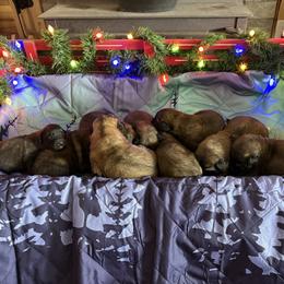 Baby boy three - Reddish brown male Leonberger puppy in Brandywine, Maryland from QVR Labradors, Leonbergers and Frenchies