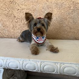 Chloe - Yorkshire Terrier