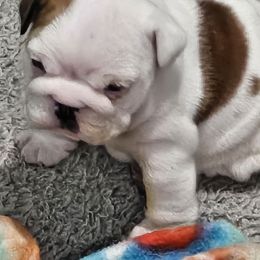 Bulldog puppies from Absolut Bulldogs
