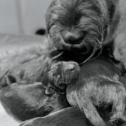 Giant Schnauzer puppies from Hillside Kennels