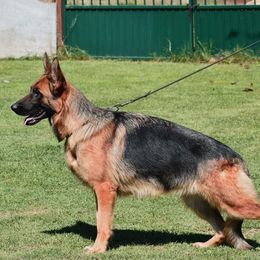Vanta - German Shepherd