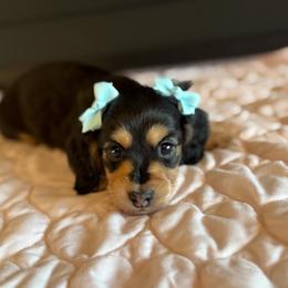Ivy - Black and tan female Dachshund puppy in Morristown, Tennessee from Hillside Hounds