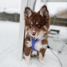 Linguine - Chocolate male Pomsky puppy in Cleveland, Ohio from Lake Point Pomskies