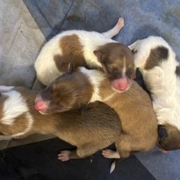 Girl 3 - Sable female Collie puppy in Abilene, Texas from Regal Lassie's