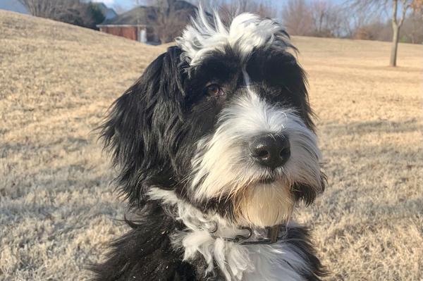 Find Barbado da Terceira puppies for sale near Connecticut