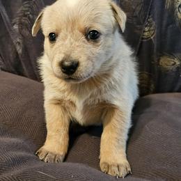 Effy - Red speckled female Australian Cattle Dog puppy in Sneedville, Tennessee from JoAnn's Australian Cattle Dogs