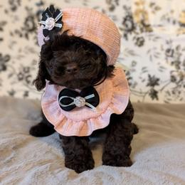 Cici - Brown female Shihpoo puppy in Rockledge, Florida from Bellady's Shihpoos