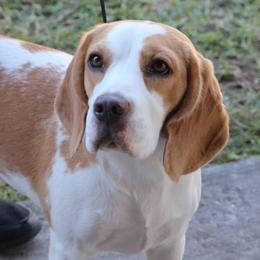 Primrose - Beagle