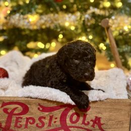 Comet - Chocolate male Labradoodle puppy in Candler, North Carolina from Maple Bakin’ Doodles