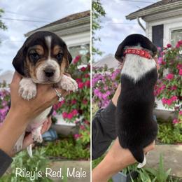 Boy 3 - male Beagle puppy in Brownsville, Oregon from Beagles on the Run