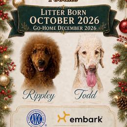 Poodle puppies from DL House of Poodles