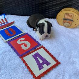 James - Black brindle and white male Boston Terrier puppy in Imperial, Missouri from Boston Kup Breeders