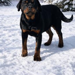 Greta (Light pink girl) - Black and mahogany female Rottweiler puppy in Industry, Illinois from KDKs Kennels