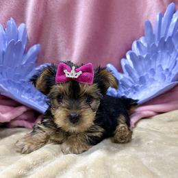 Yorkshire Terrier Puppies from Prims Puppies LLC