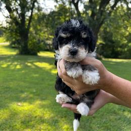 Ace - Tri-color male Bernedoodle puppy in Lancaster, Missouri from Cavapoo Acres