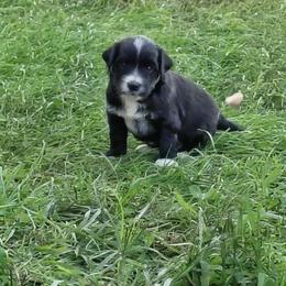 Dash - Black male Goldendoodle puppy in Lewistown, Pennsylvania from Southern Star Goldendoodles