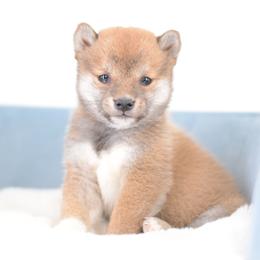 Mochi - Red Boy - Red male Shiba Inu puppy in Neosho, Missouri from Sunny Terrace Shibas