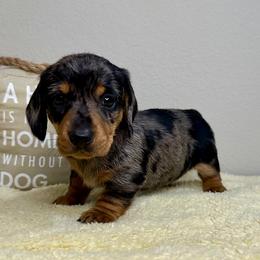 Dachshund Puppies from Shepherds Run Miniature Dachshunds