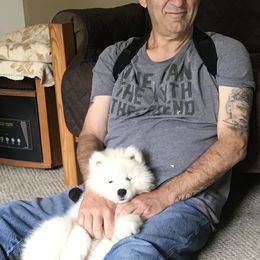 Samoyed Puppies from Kenjo Samoyeds