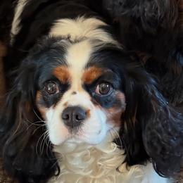 Cavalier King Charles Spaniels from Playful Posh Puppies