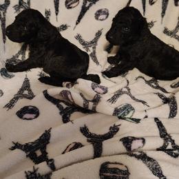 Baron - Black male Poodle puppy in Gainesville Ocala, Florida from Curly Que Standard Poodles and Havanese