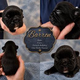 Barron - Brindle male French Bulldog puppy in Holton, Indiana from MoonShine Babies