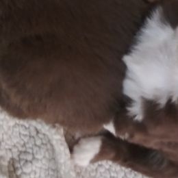 Australian Shepherds from BJ's Aussie