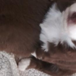 Australian Shepherds from BJ's Aussie