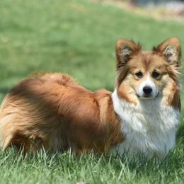 Cooper: Bluie Carrier - Sable male Pembroke Welsh Corgi puppy in Kansas City, Missouri from Willow Creek Corgis
