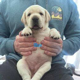 Dark blue - Yellow female Labrador Retriever puppy in Temecula, California from Oak Valley Labradors