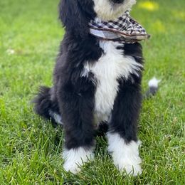 Bernedoodle, Bernese Mountain Dog, Old English Sheepdog, Poodle, and Sheepadoodle Puppies from VonDoodles Bernedoodles & Sheepadoodles