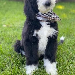 Bernedoodle, Bernese Mountain Dog, Old English Sheepdog, Poodle, and Sheepadoodle Puppies from VonDoodles Bernedoodles & Sheepadoodles