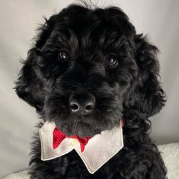 Australian Labradoodles from Lucky Me Labradoodles