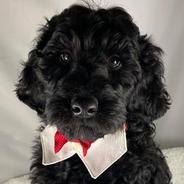 Australian Labradoodles from Lucky Me Labradoodles