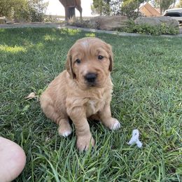 Golden Retriever and Labrador Retriever Puppies from All Around Retrievers